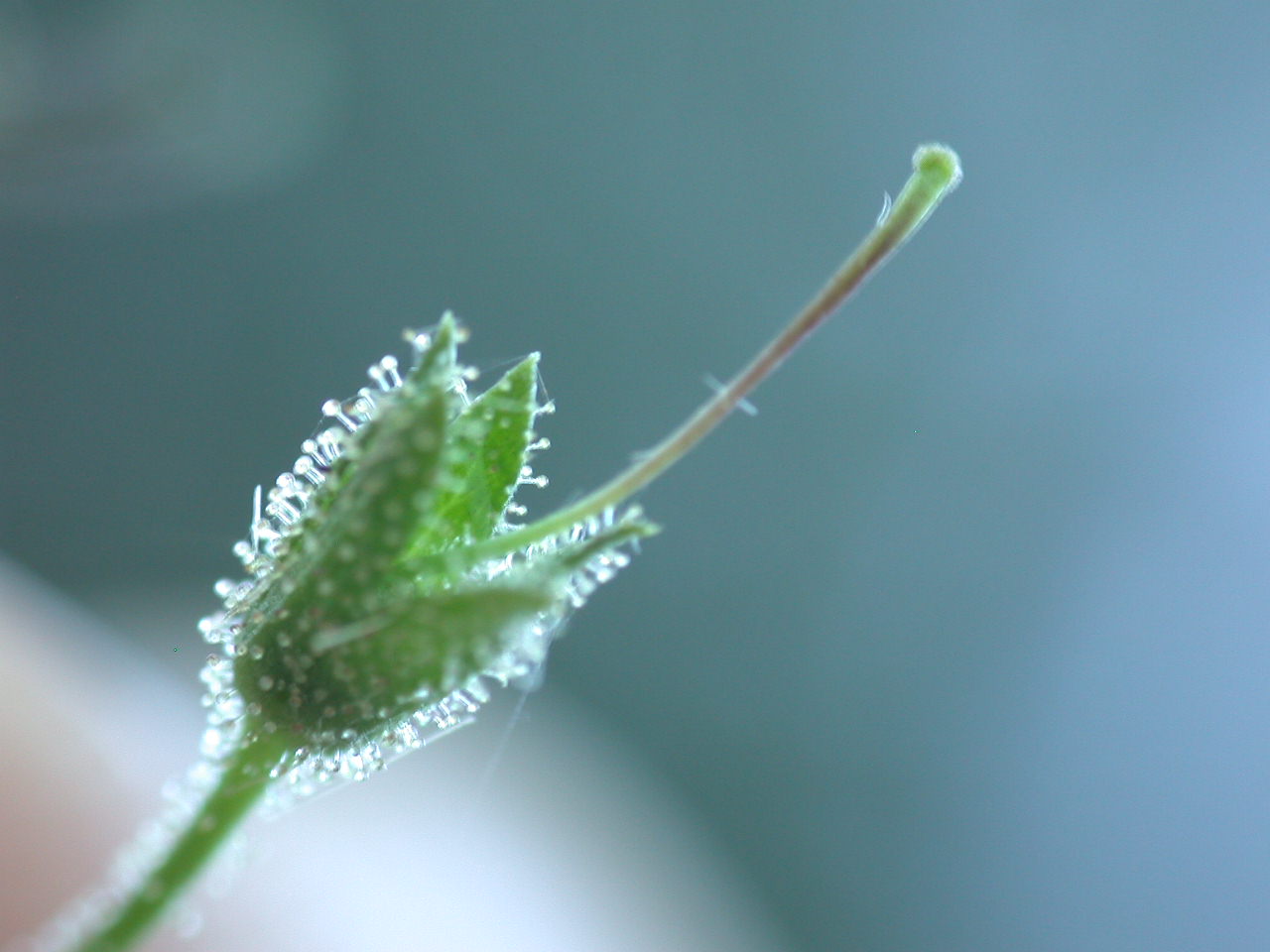 Verbascum blattaria / Verbasco polline